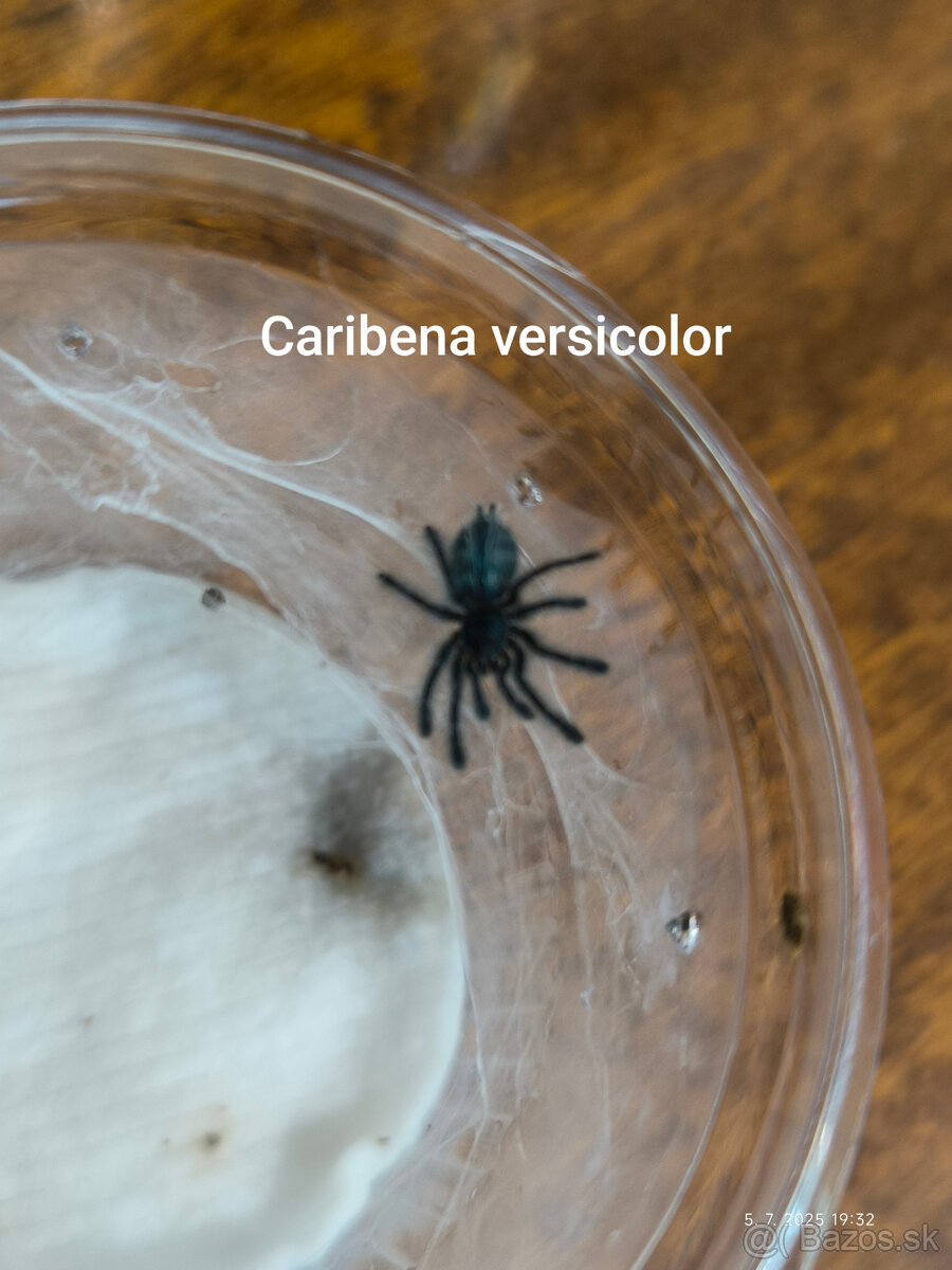 Pavúk, vtáčkár, tarantula