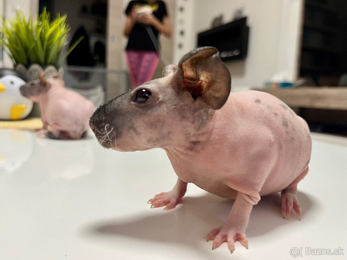 Skinny morčatá