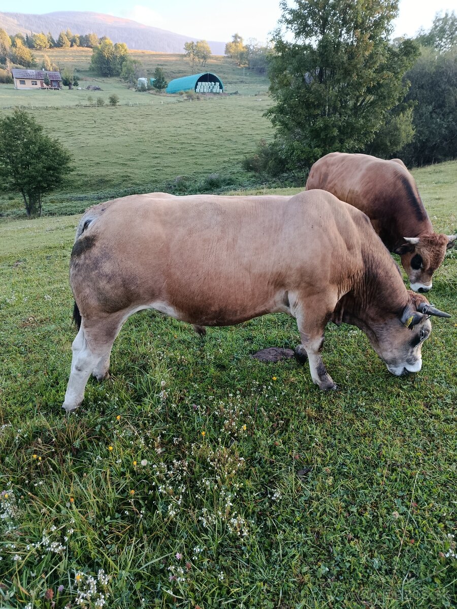 Byk Parthenaise