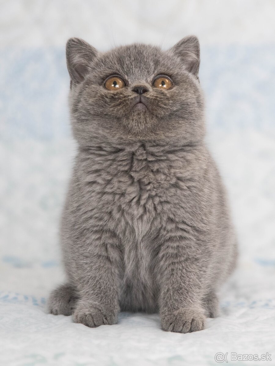 Britske modre maciatka s pp