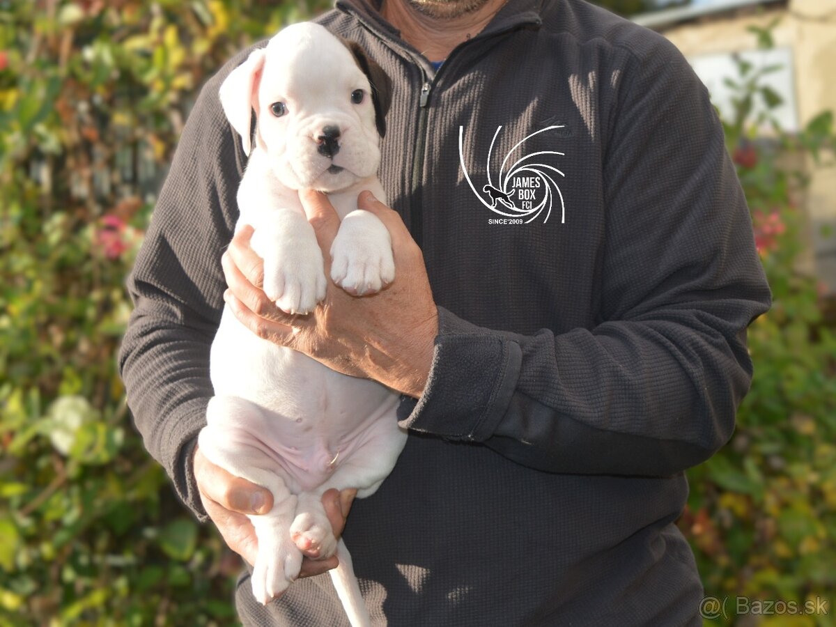 Nemecký boxer- bielý psík s PP
