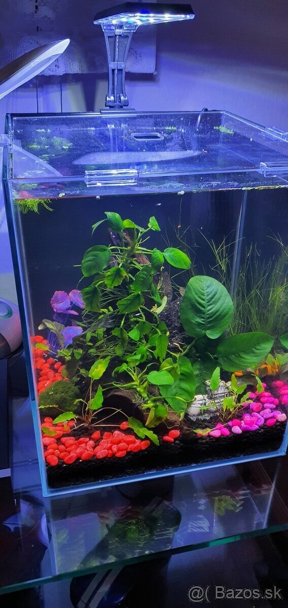 krevetky červene  neocaridina red