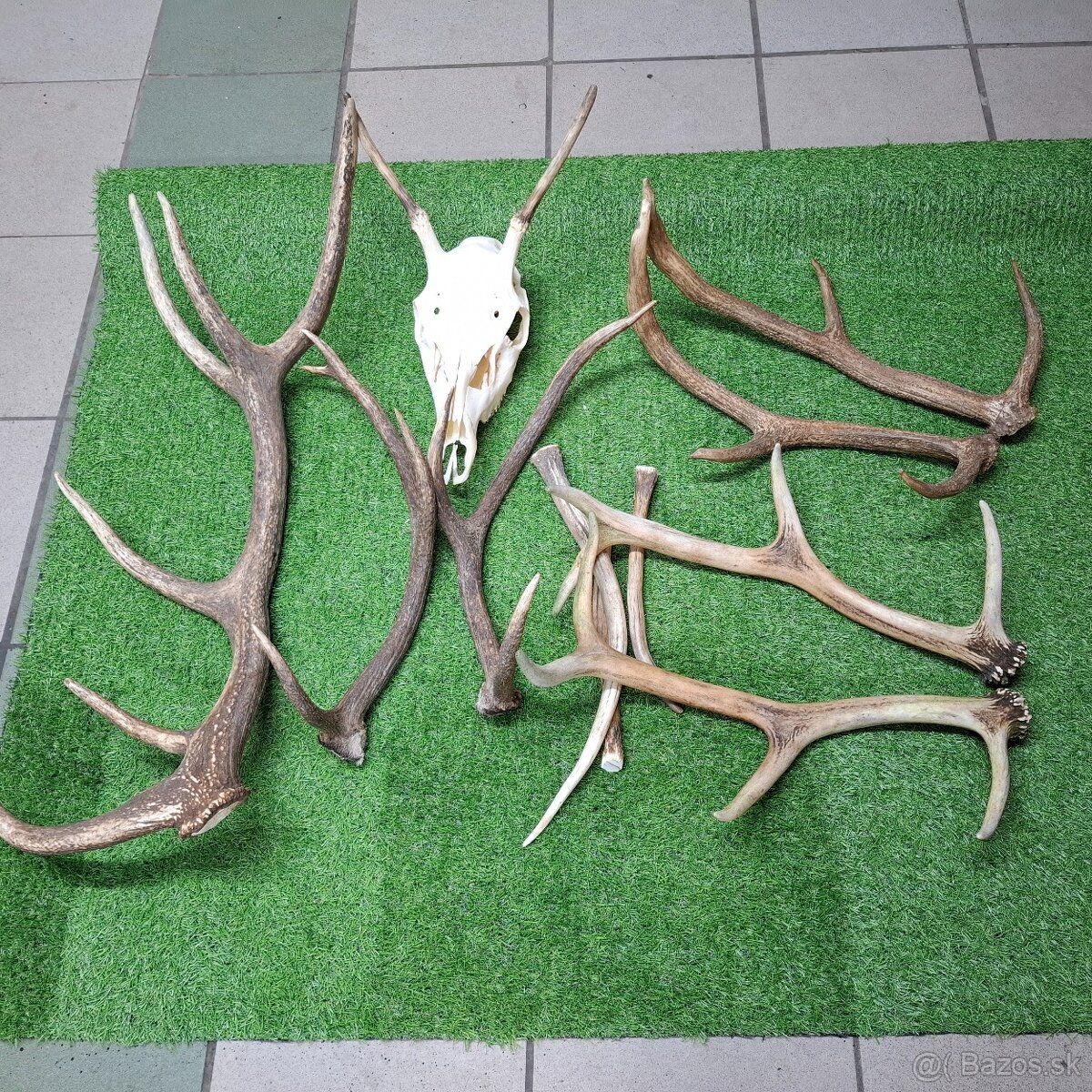 Poľovnícke trofeje.