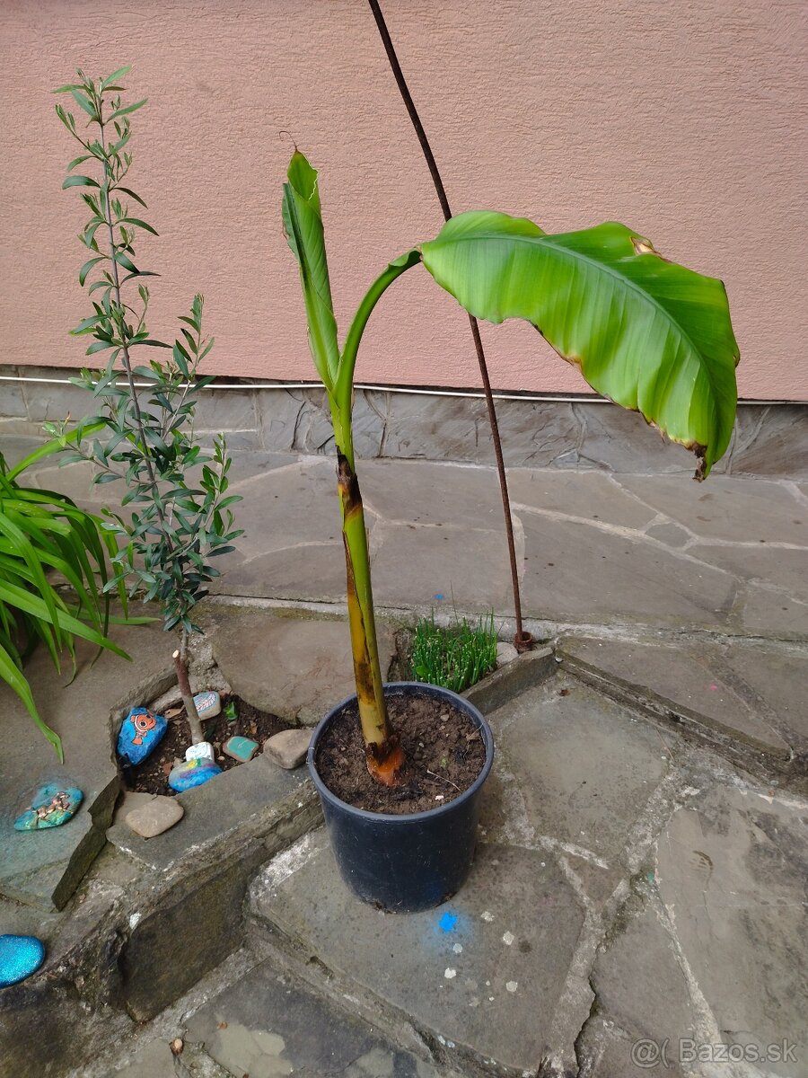 Predám banánovník Musa basjoo