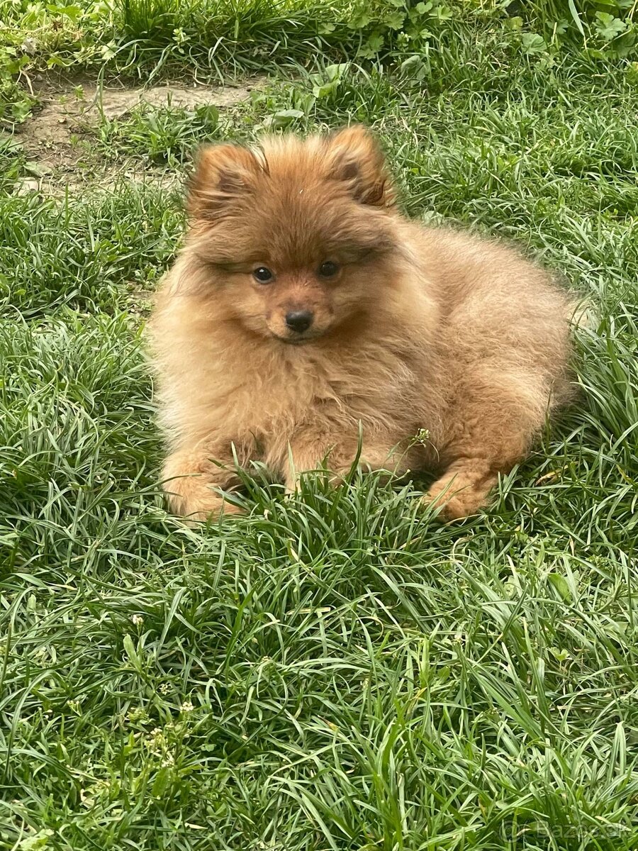 Pomeranian Psík