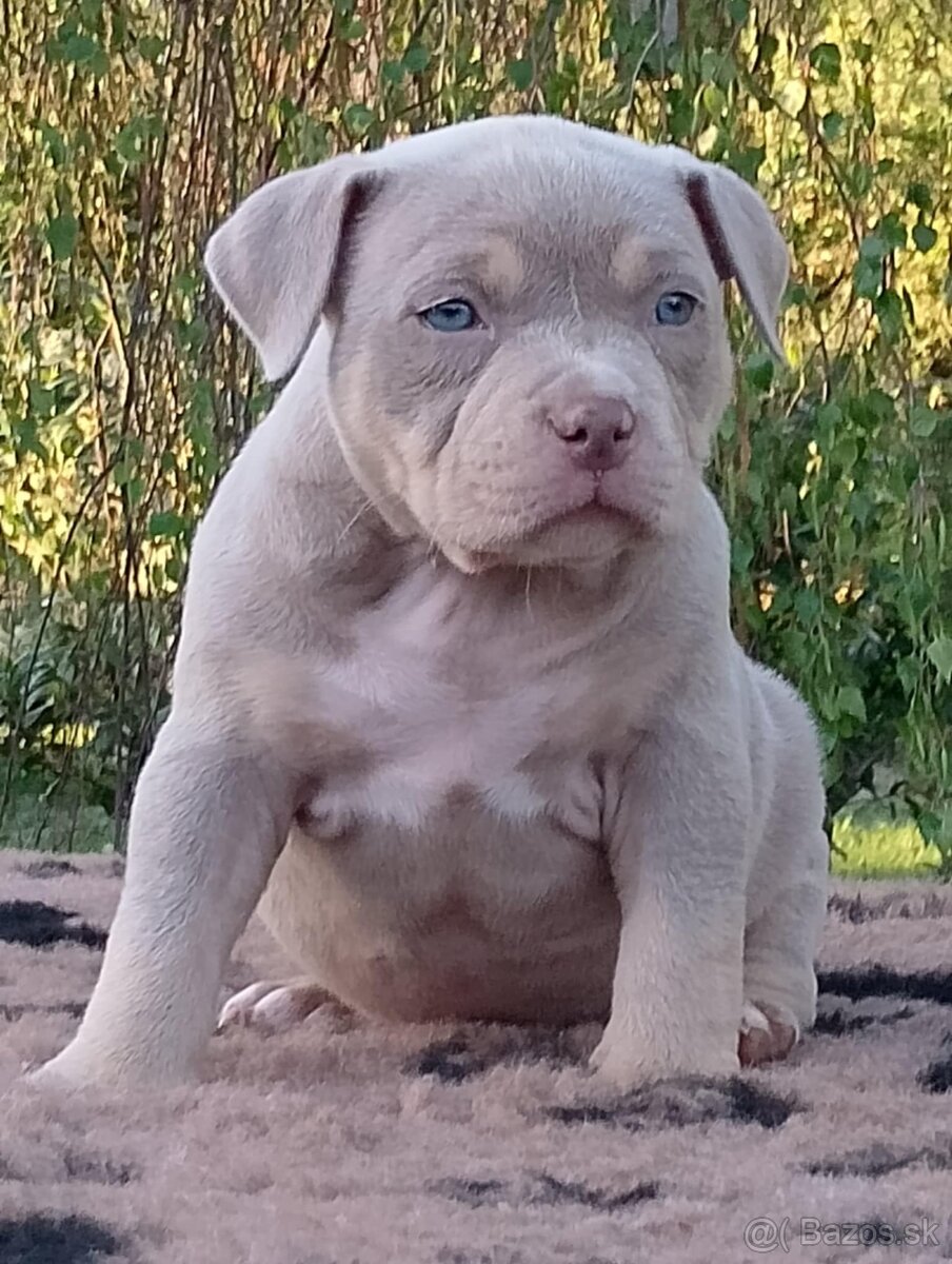 American bully