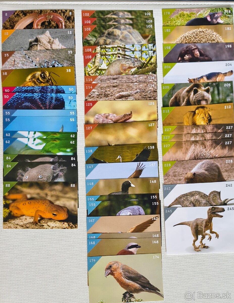 Animal Kingdom