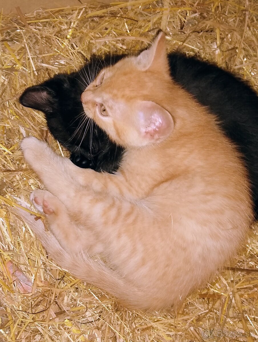 Mačiatko