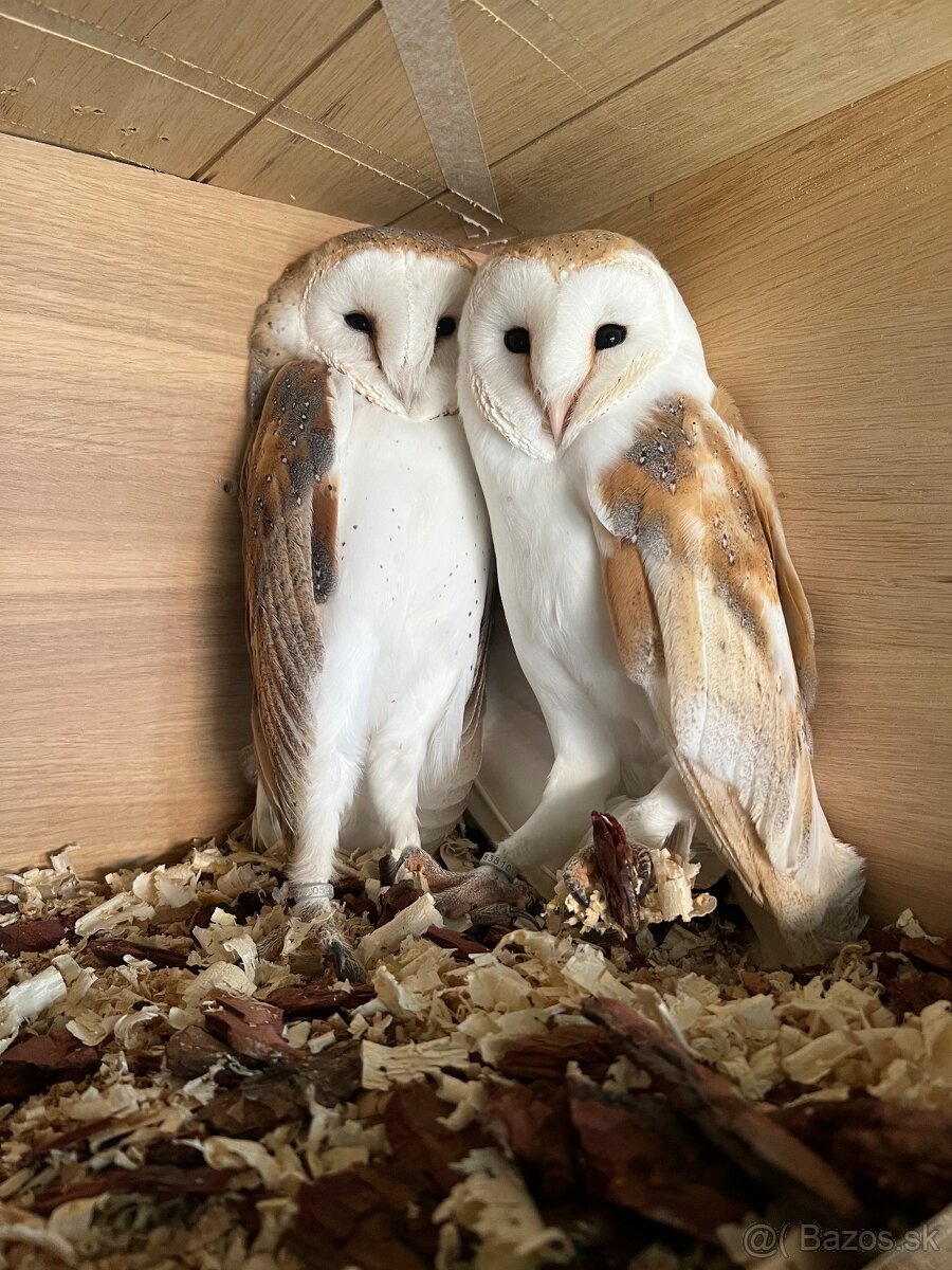 Plamienka driemava, tyto alba,