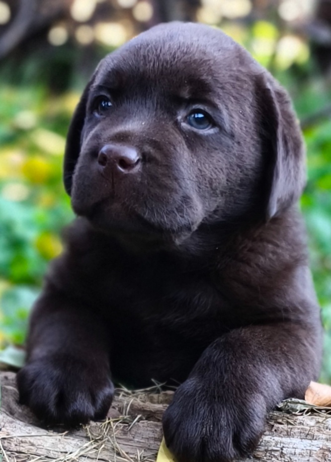 Labrador retriever s PP , Labradorsky retriever