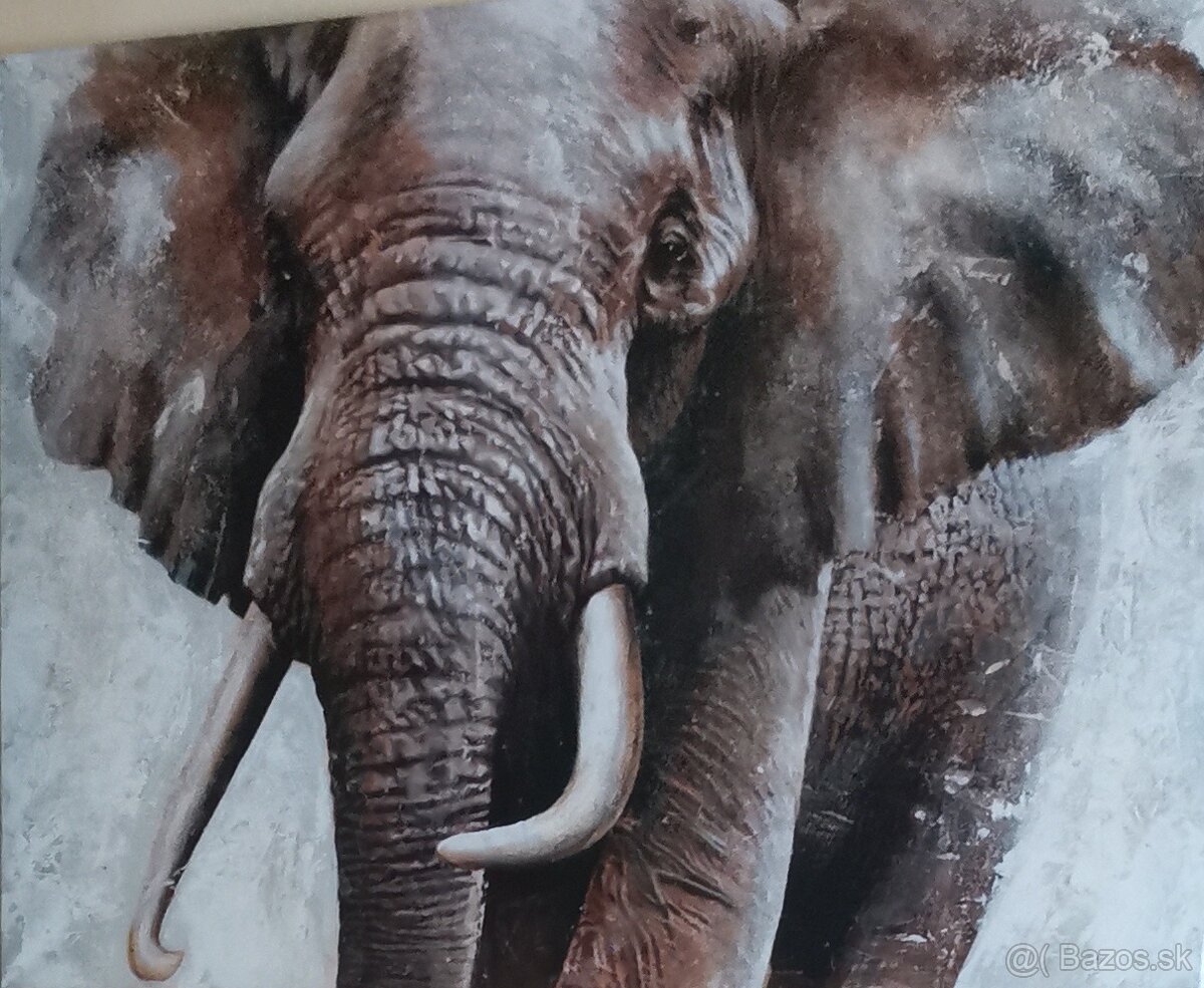 Obraz slon 116x84cm