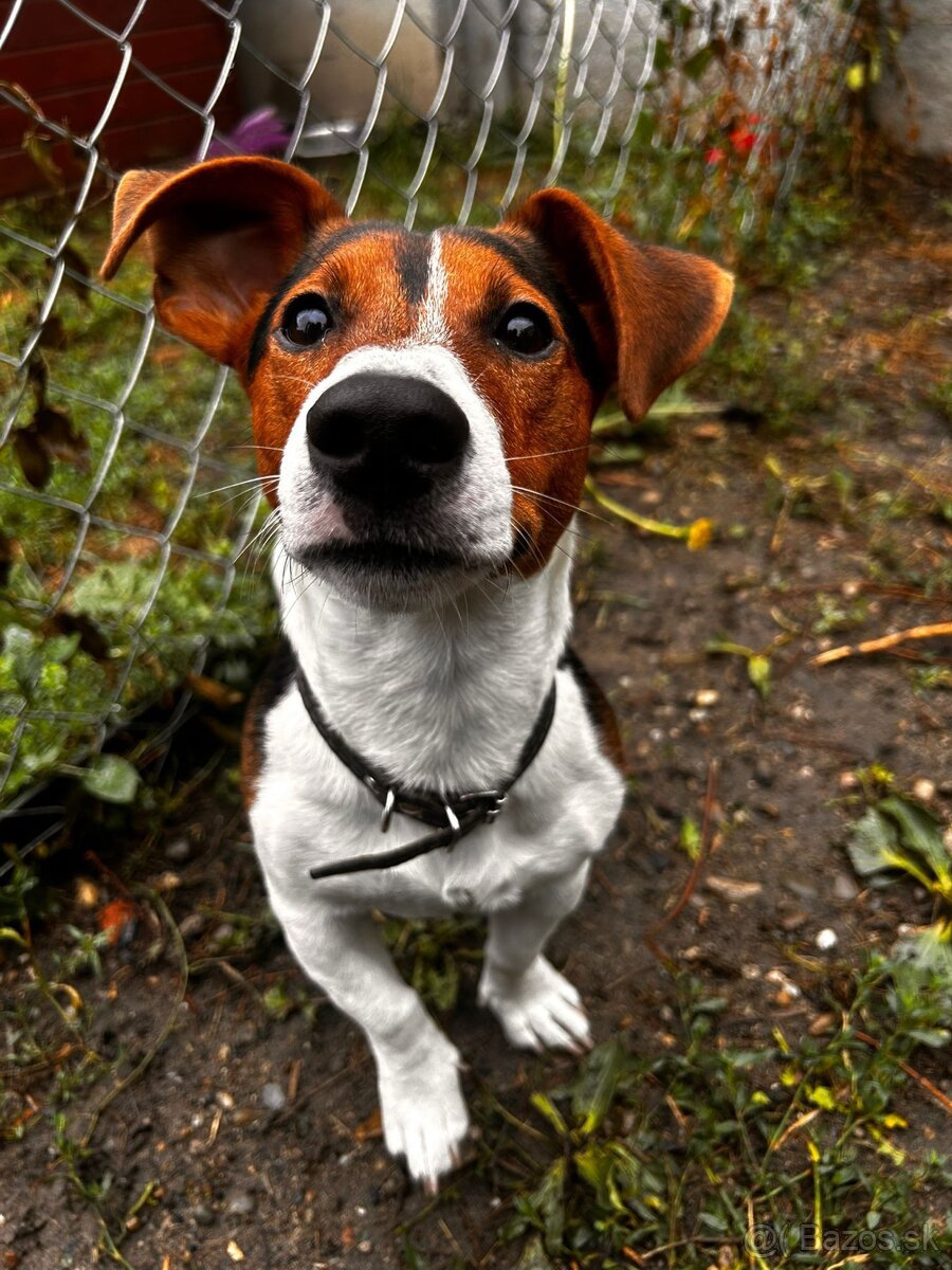 Jack russell psík