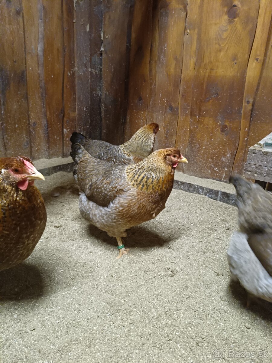 ORAVKA RODOVOSFARBENÁ