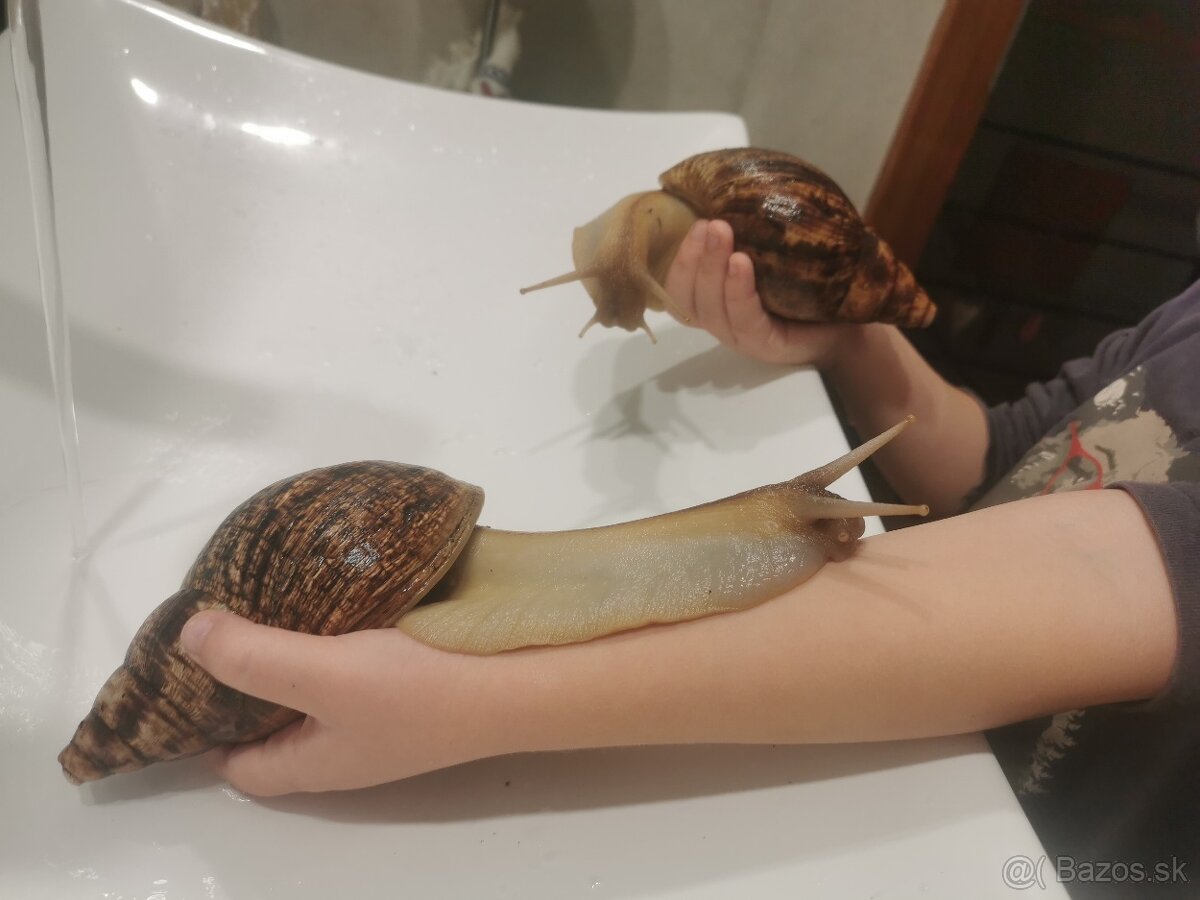 Achatina - slimák Africký