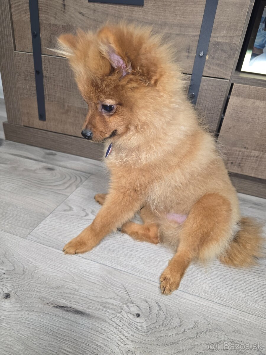 Pomeranian