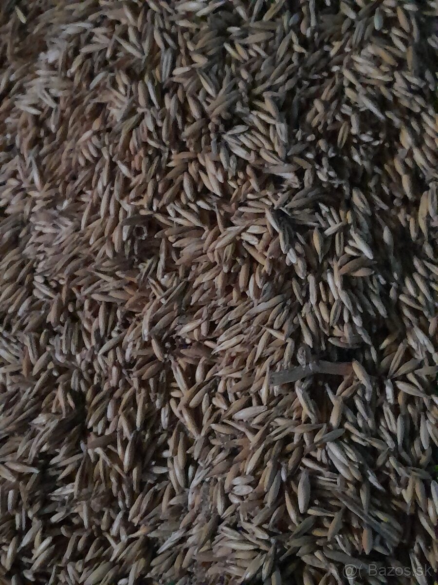 Predám Ovos 100kg =20euro