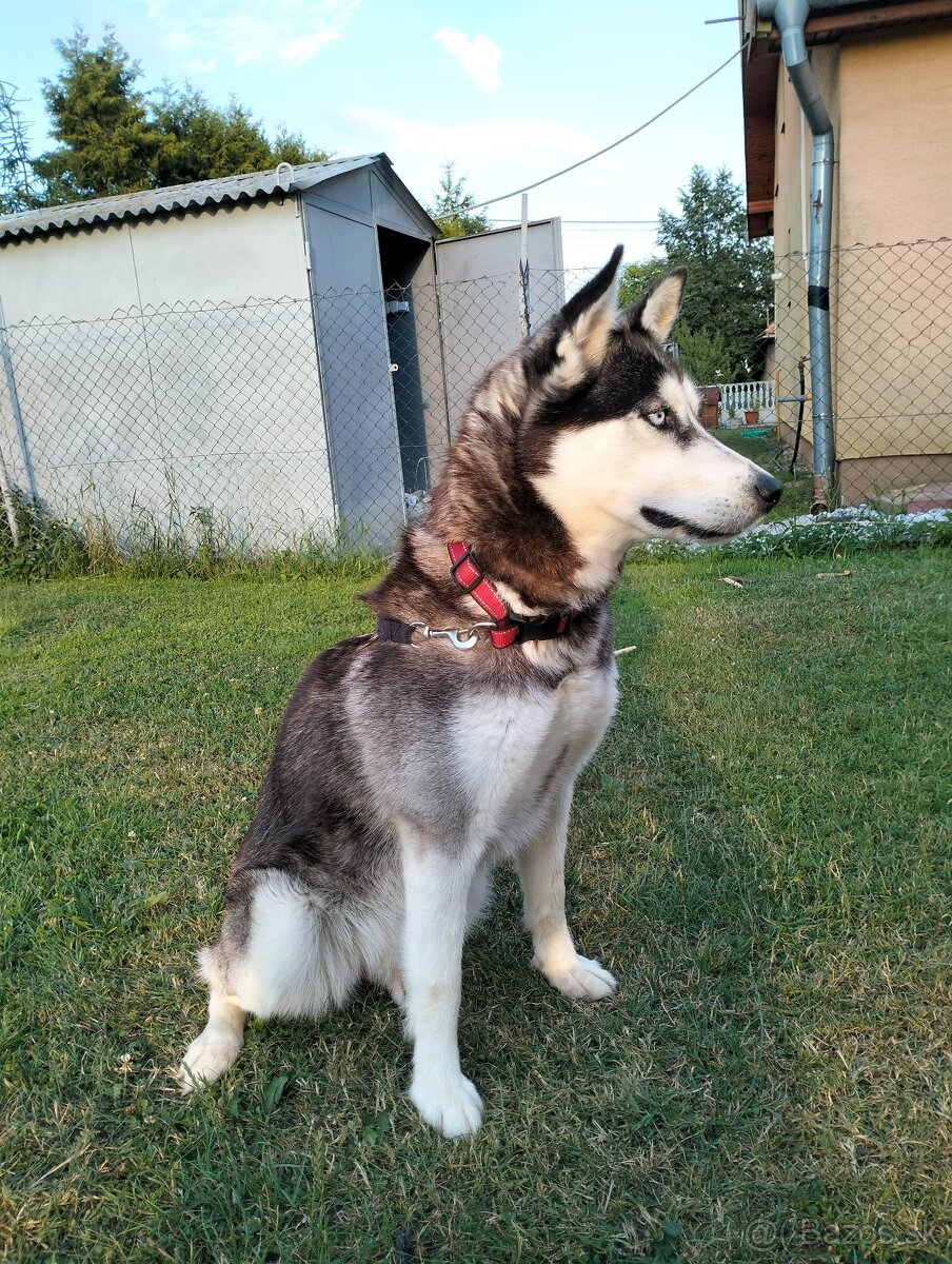 Sibírsky husky