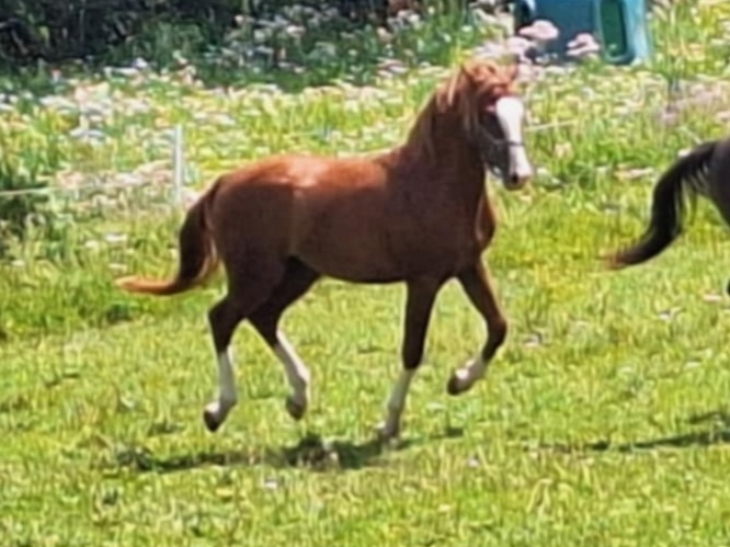Shagya arab žrebec