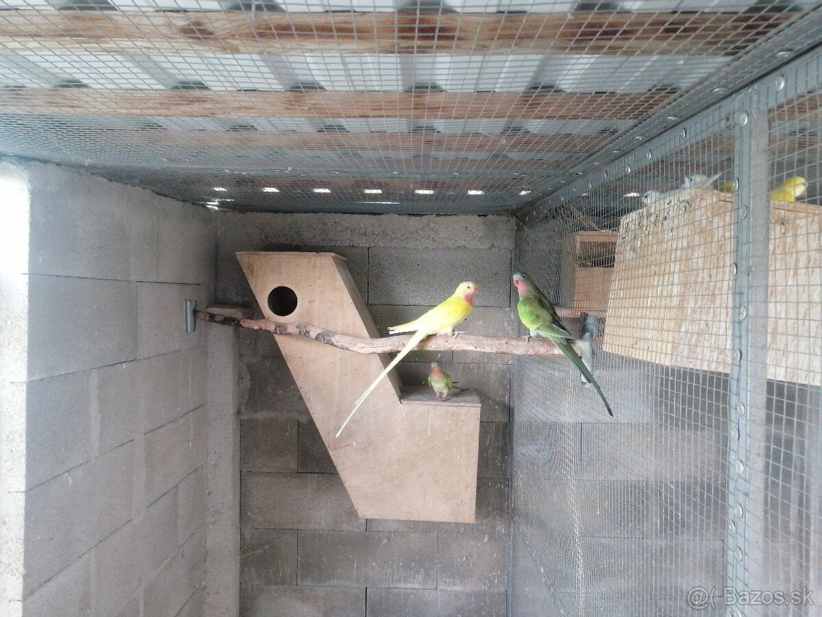 Papagáj alexandrin lutino princ