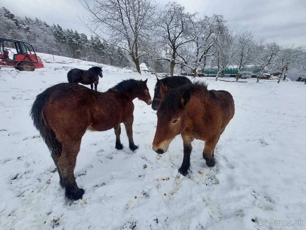 Predám dve ťažné kobylky