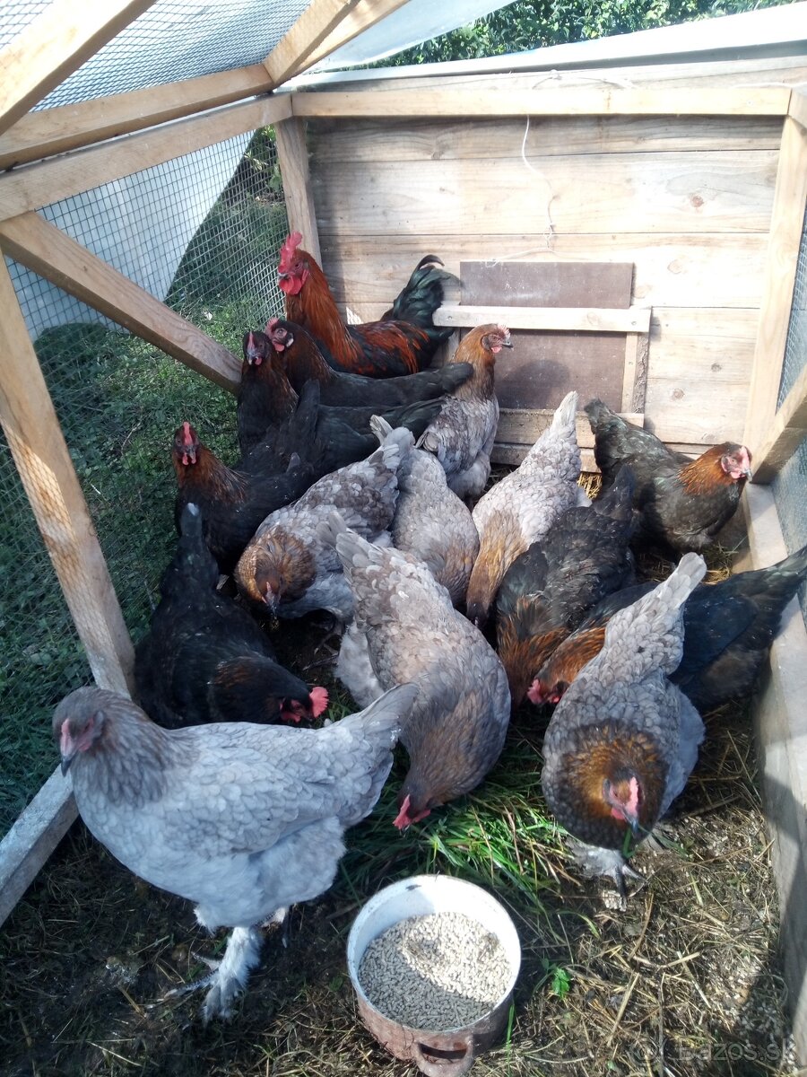 Maranska medenokrká