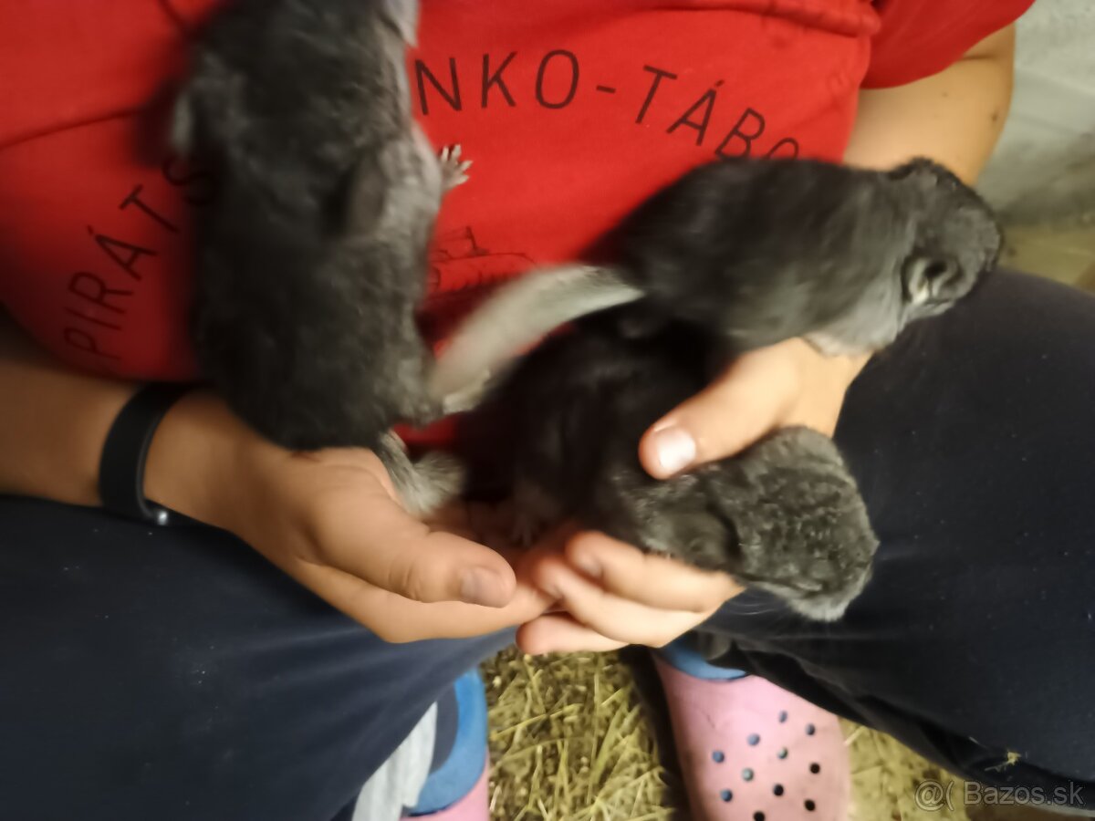 🐹🐹🐹 činčila 🐹🐹🐹