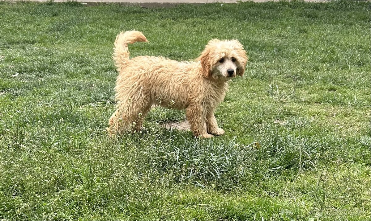 Pudlik