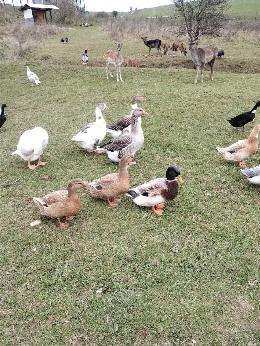 Husy ,kačky