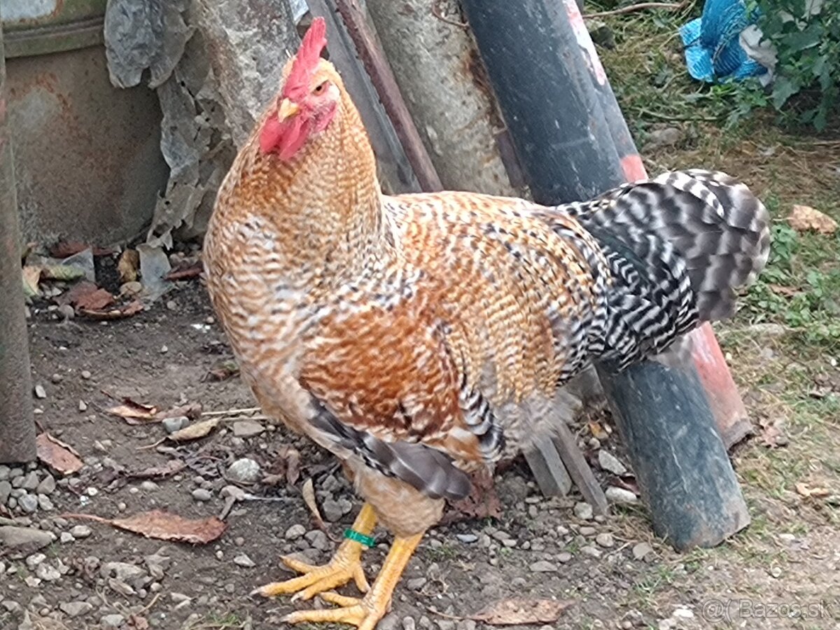 Kohút