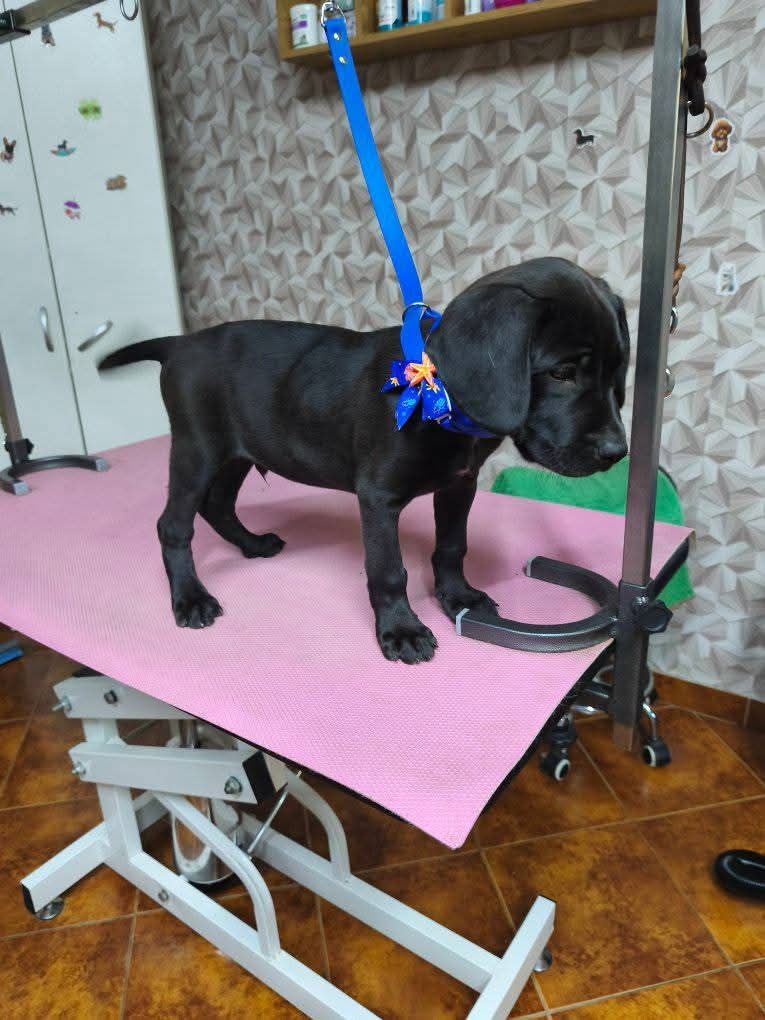 Labrador mix
