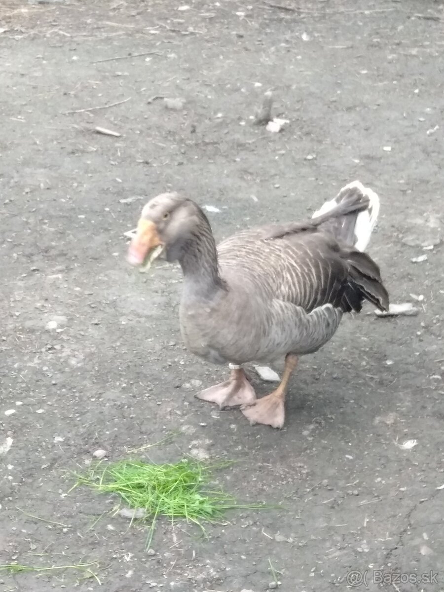 Gunár
