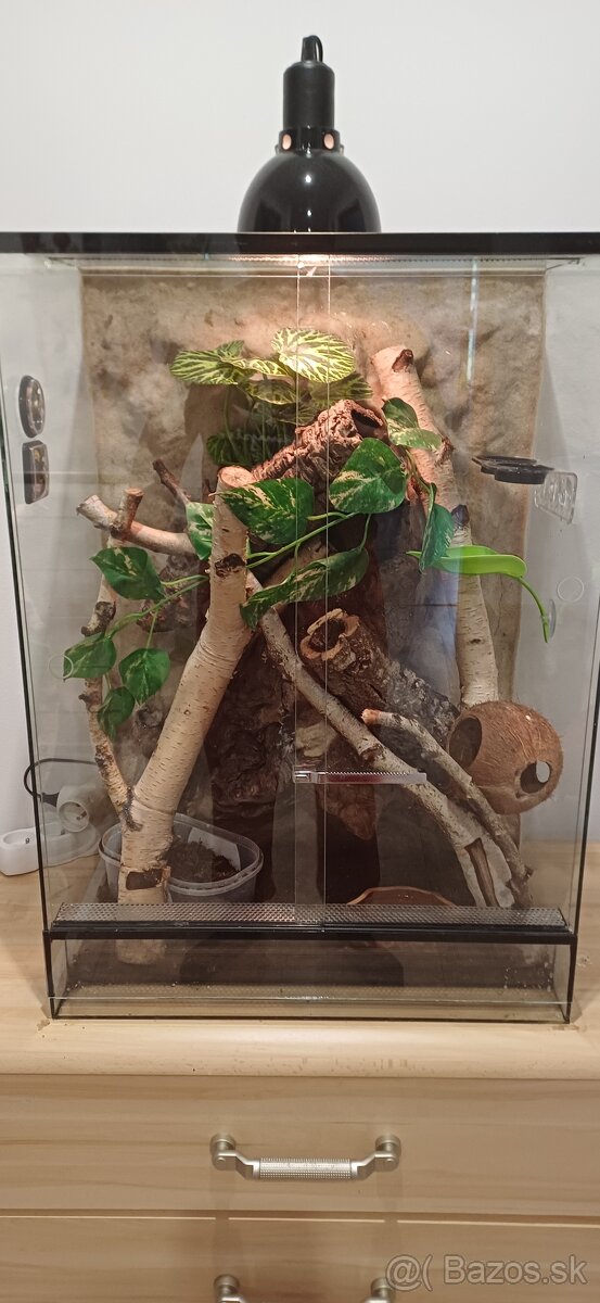 Pagekon riasnaty a terarium