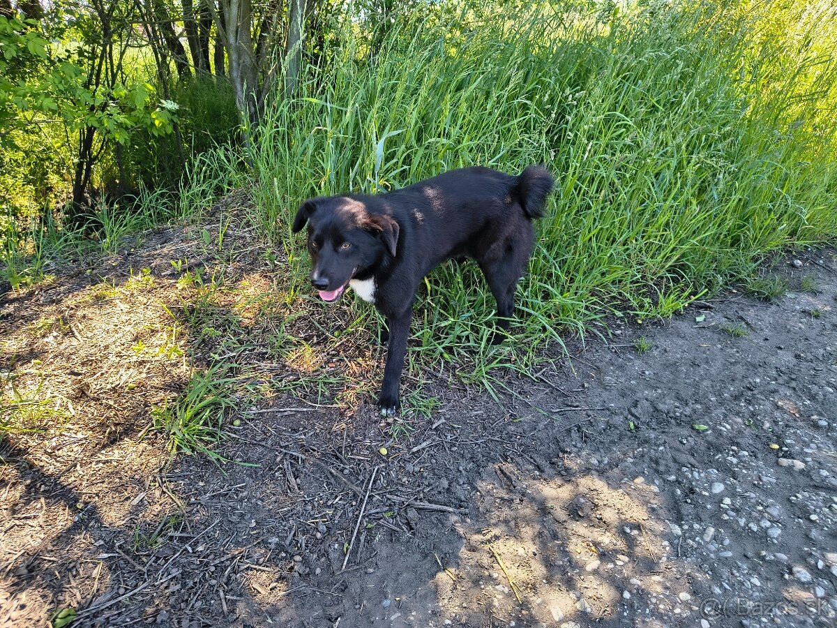 Kríženec border kolie na darovanie