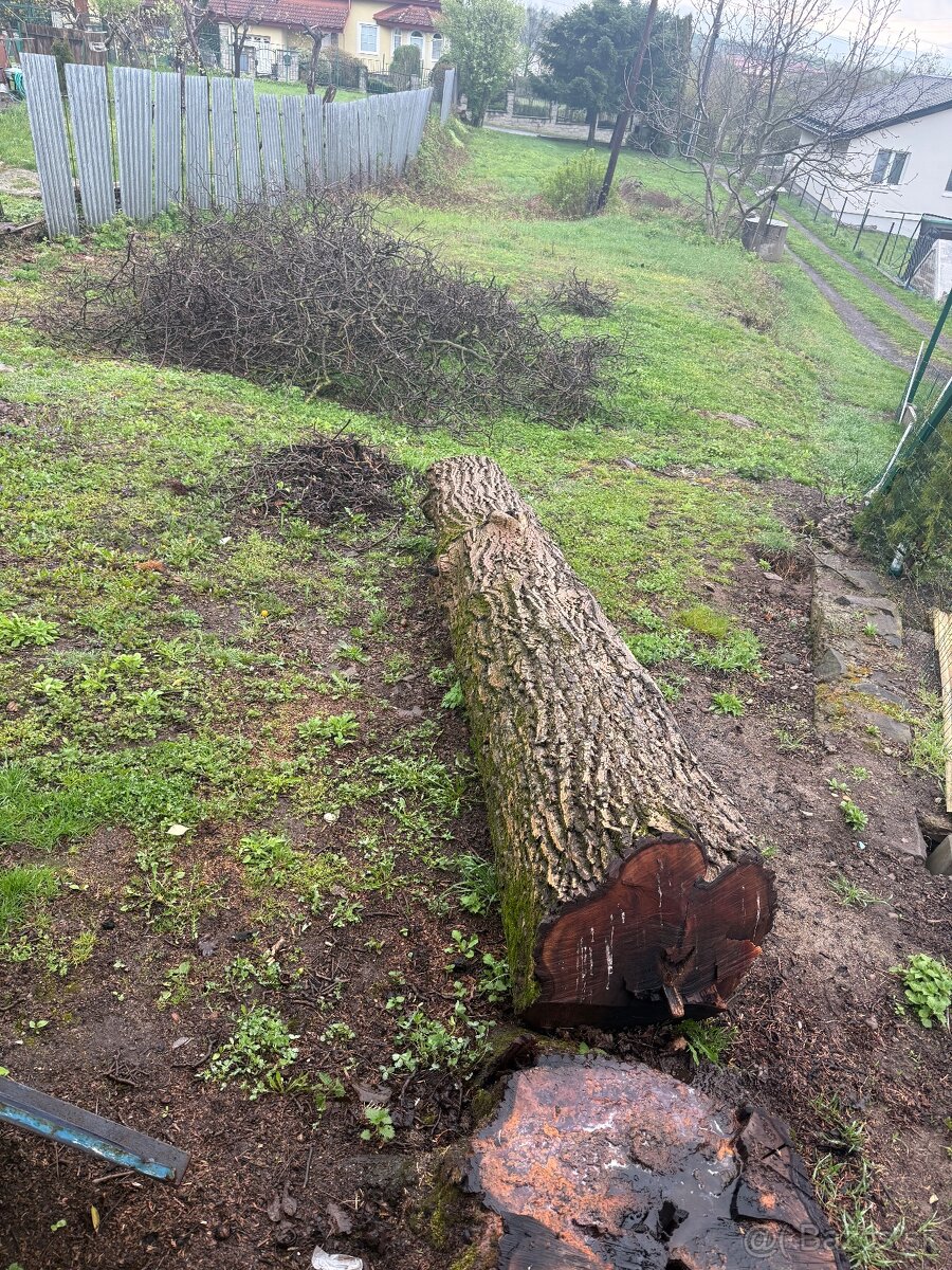 Orechový kmeň - lacno