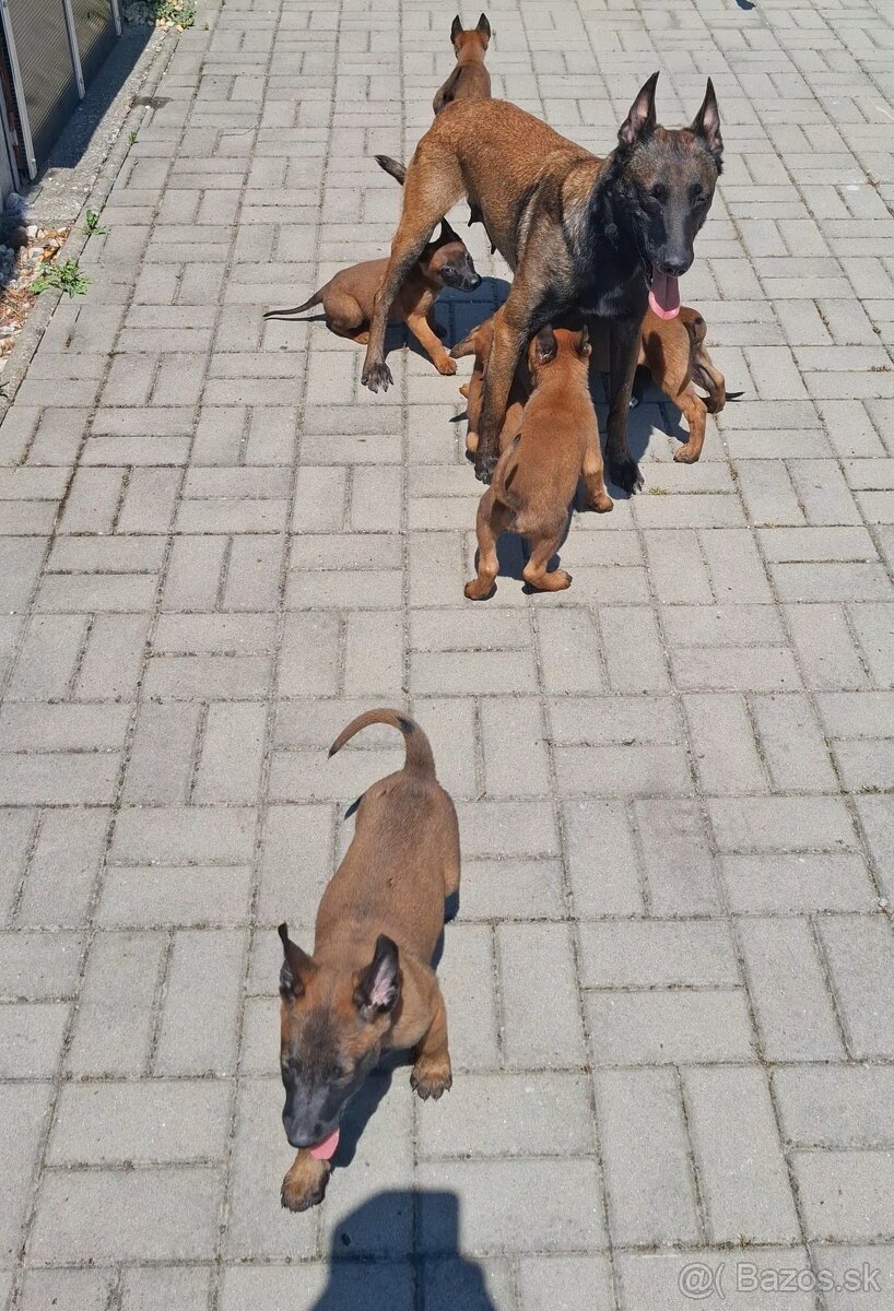 Belgický ovčiak malinois