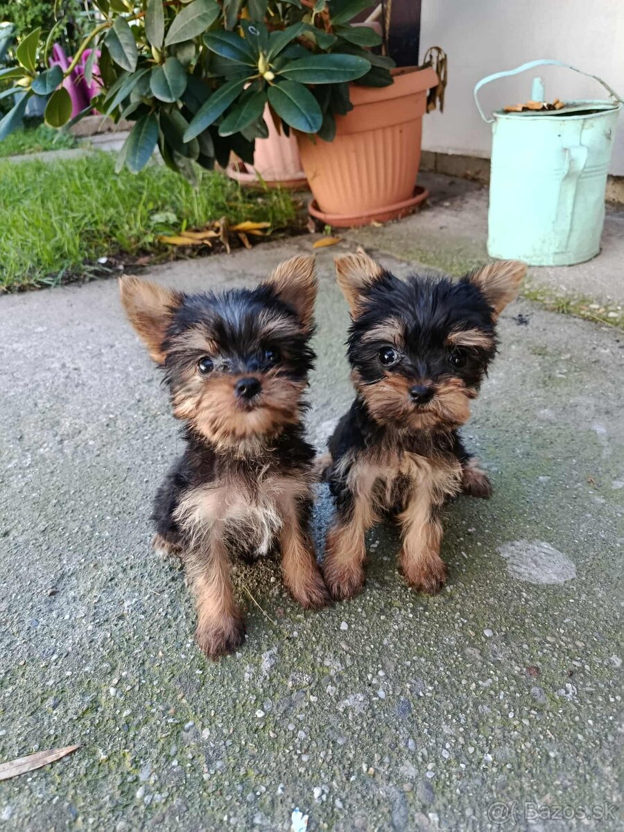 Yorkshirsky terier - mini yorky