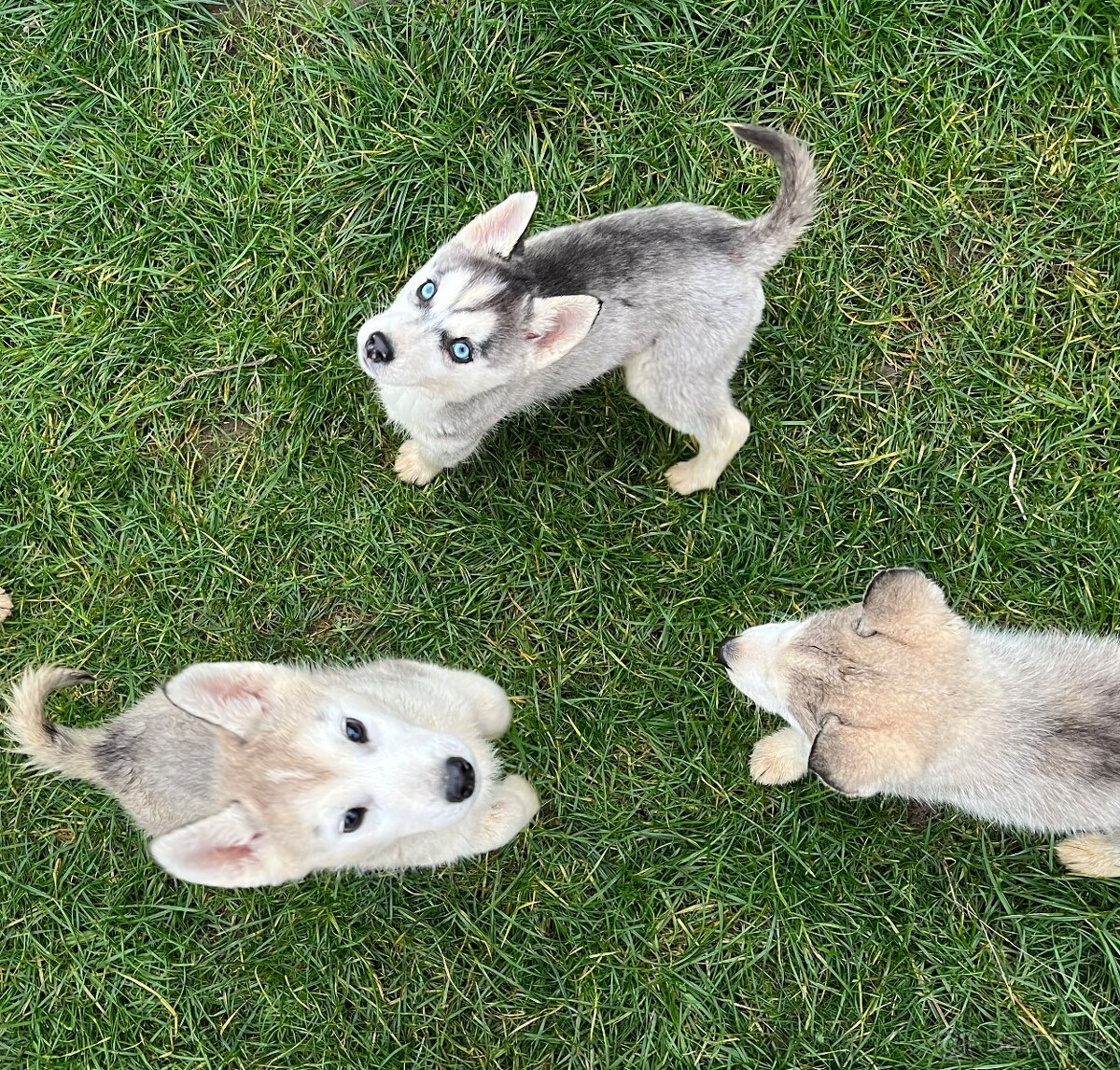 Steniatka sibirsky husky