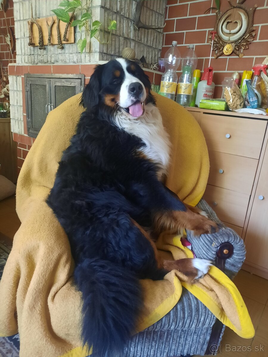 Bernský salašnícky pes