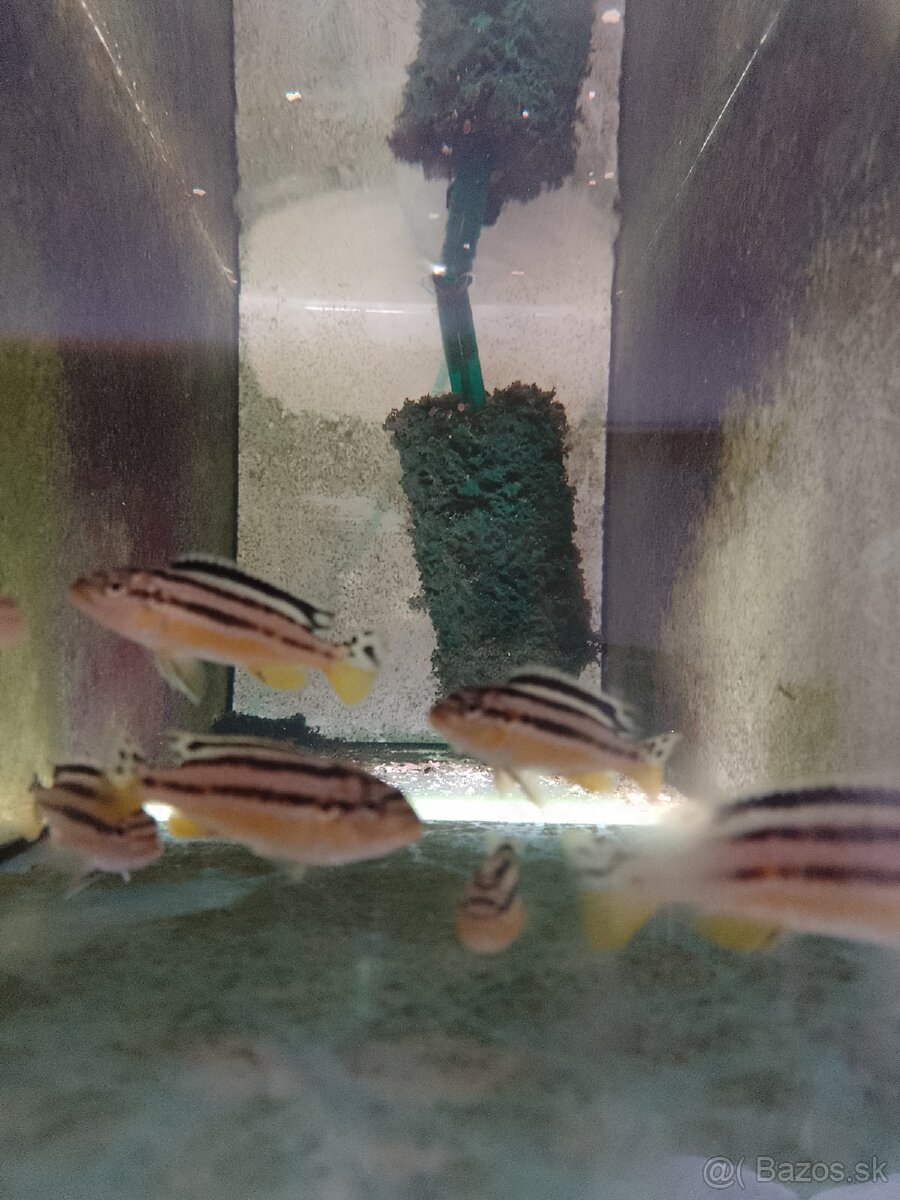 Melanochromis auratus