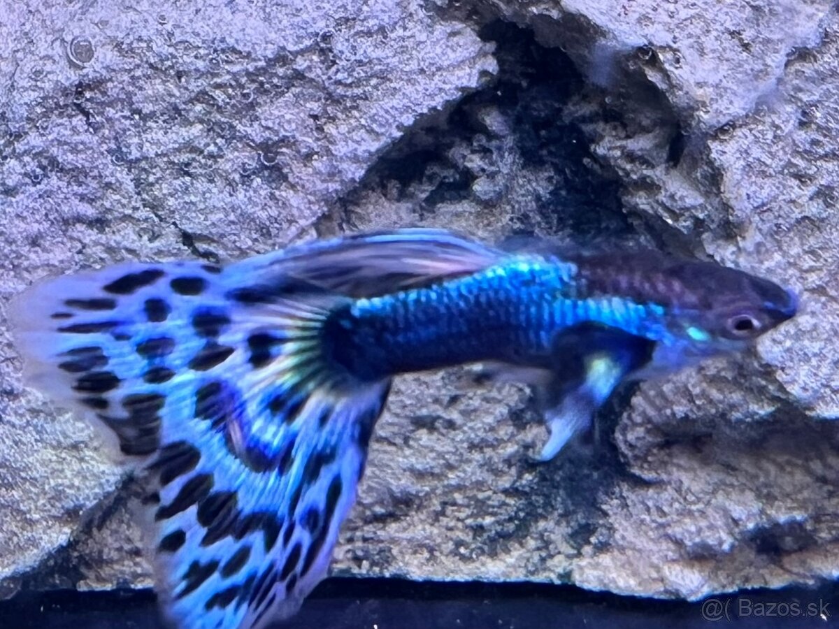 Gubka japan blue mosaic
