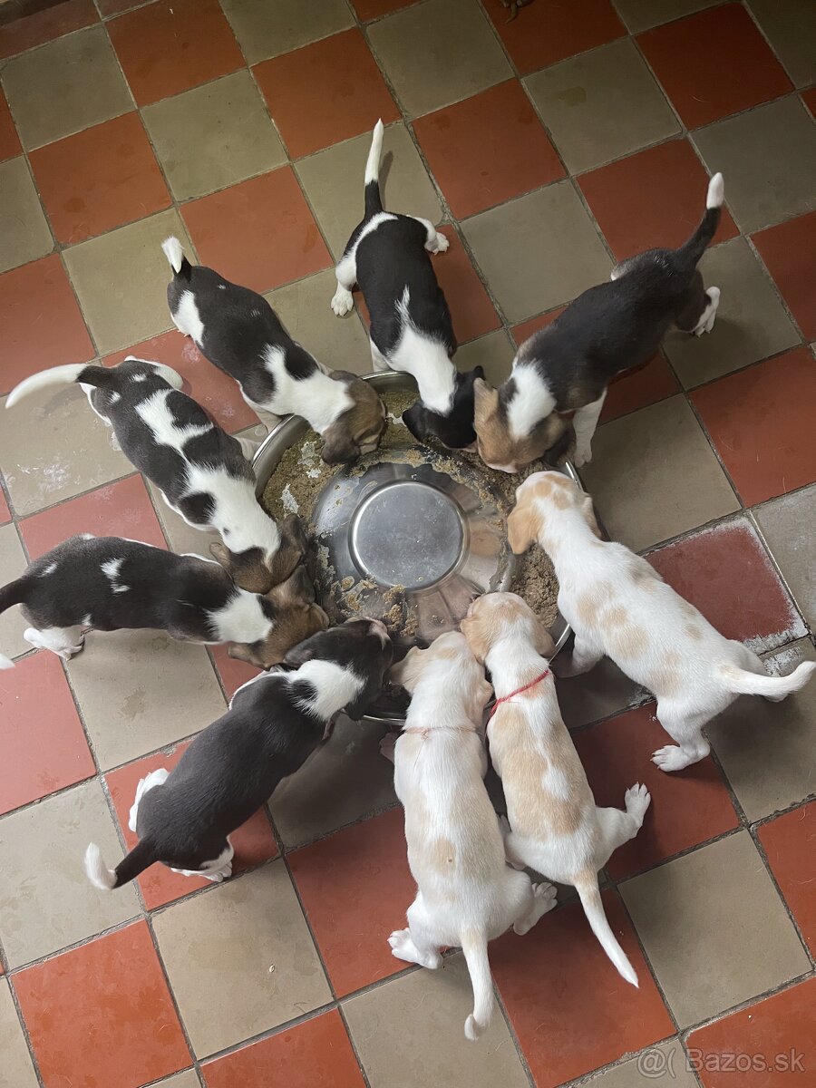 Steniatká beagle