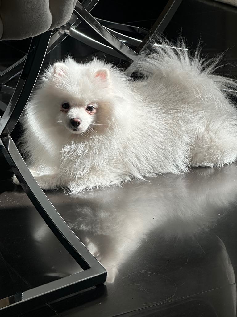 Pomeranian