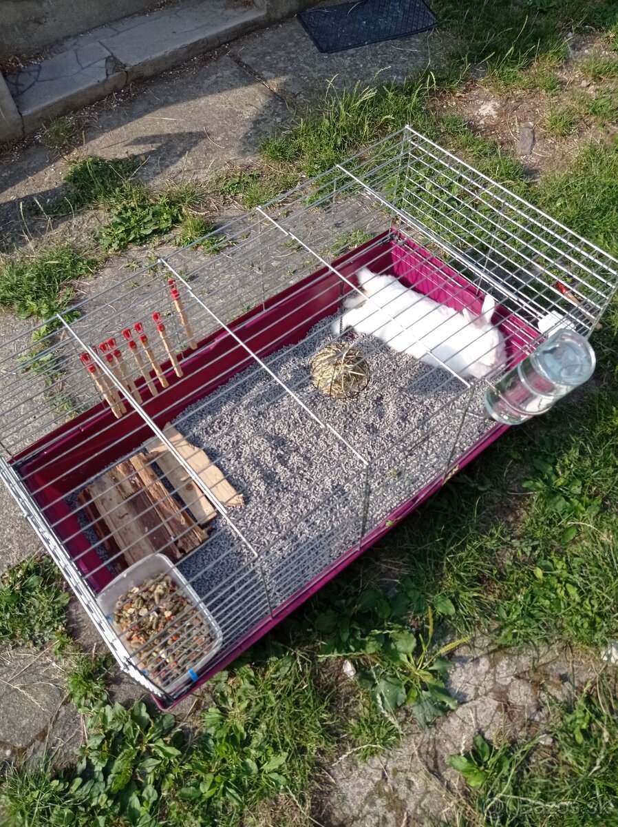 Darujem bieleho zajka