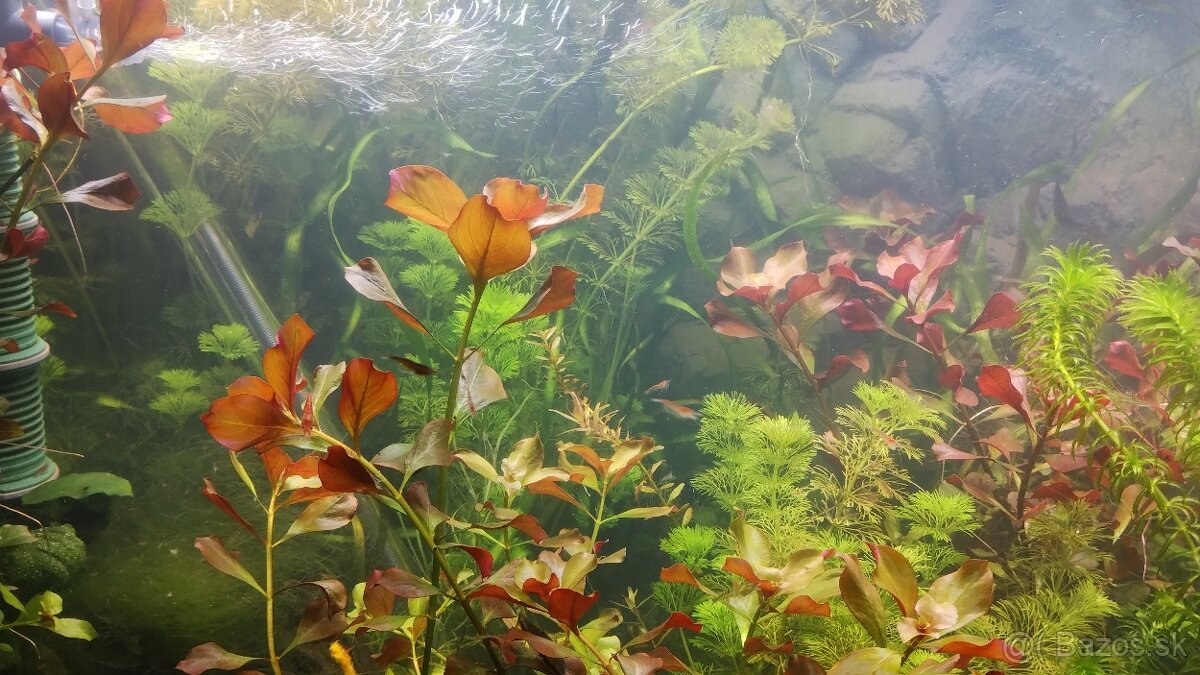 Akvarijne rastliny+Krevetky 12ks