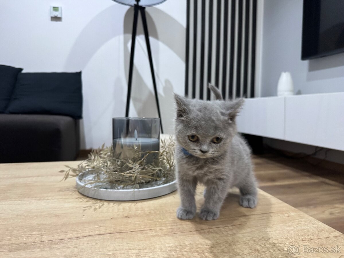 BRITSKÉ MODRÉ MAČIATKA