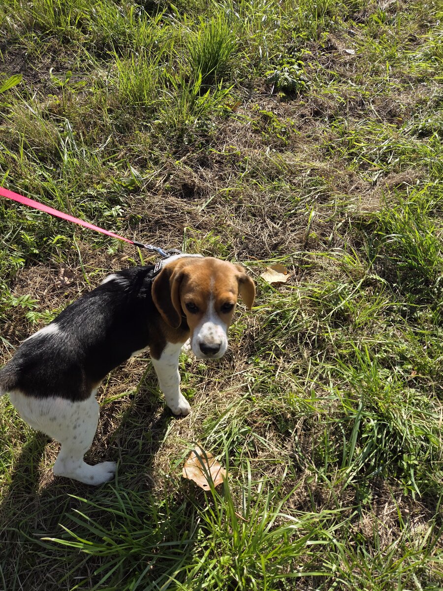 Predám 4mesačného Bígla do dobrých rúk