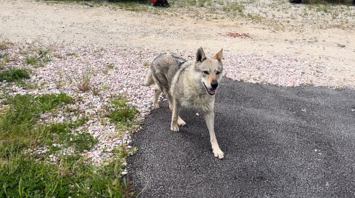 Darujem fenku – Československý vlčiak