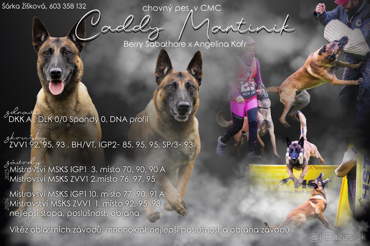 Belgický ovciak malinois