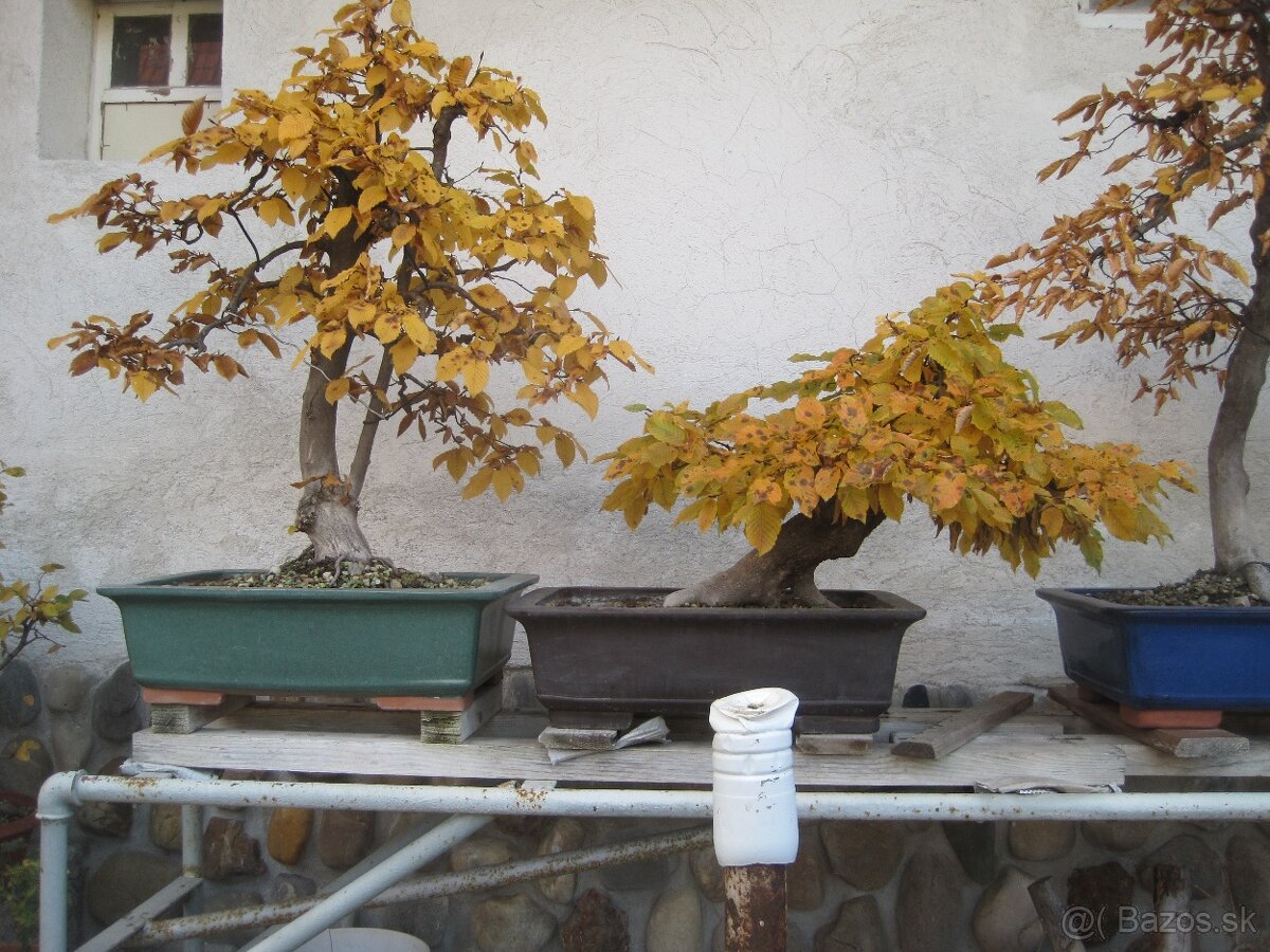 BONSAI,BONSAJ-HRAB 2
