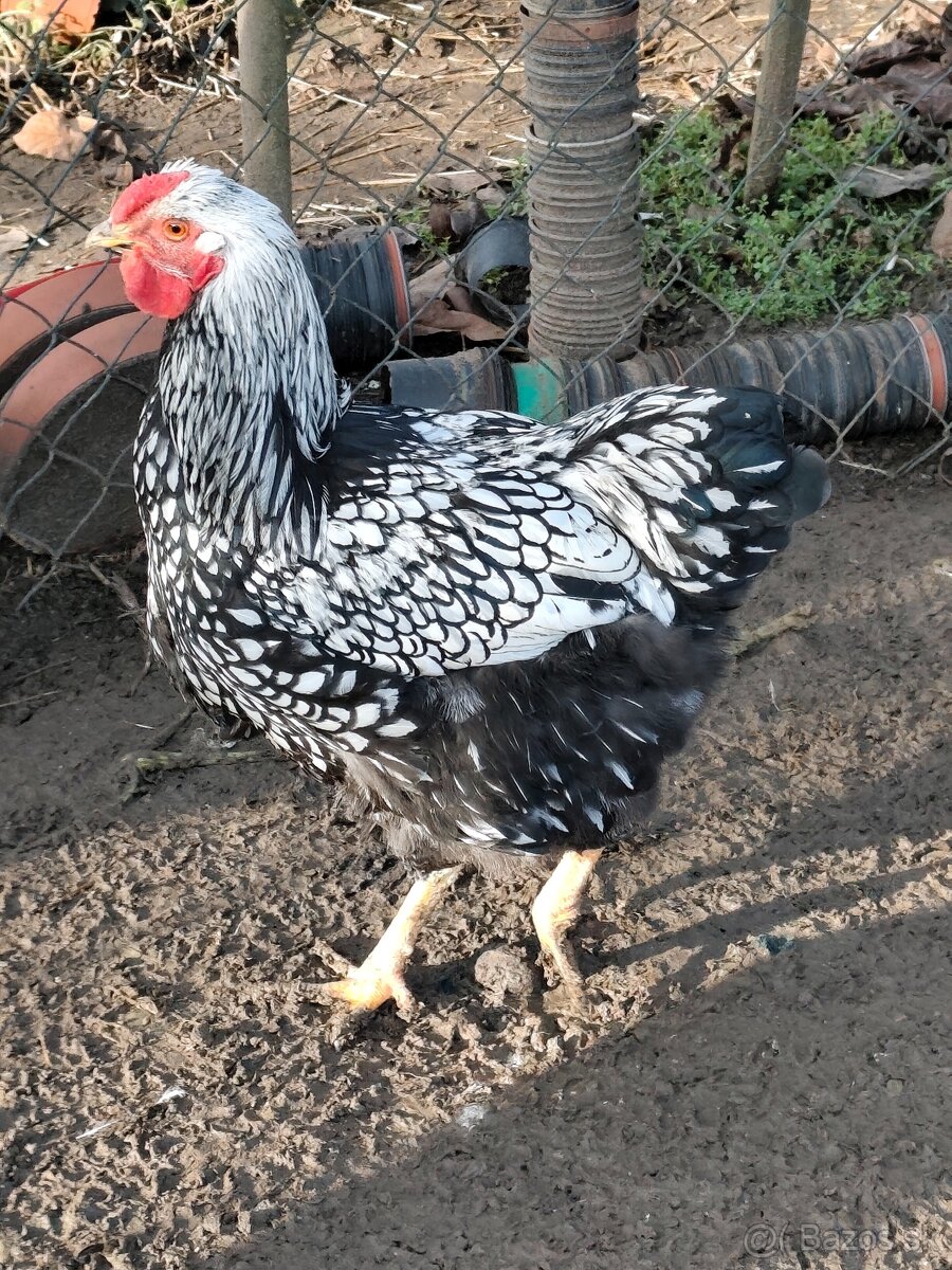 Wyandotka strieborná, veľká forma